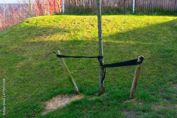 Obraz Tied tree, green grass, spring, trunk