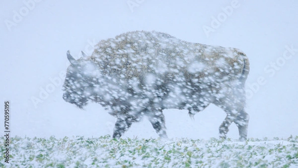 Obraz Żubr w zamieci śnieżnej