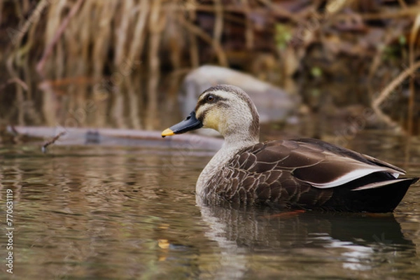 Fototapeta duck swimming in the river