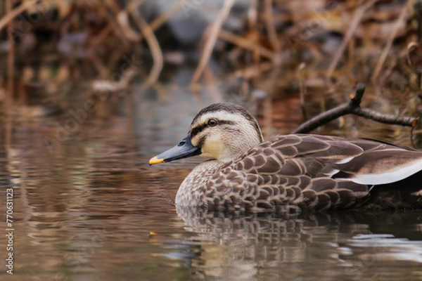 Fototapeta duck swimming in the river