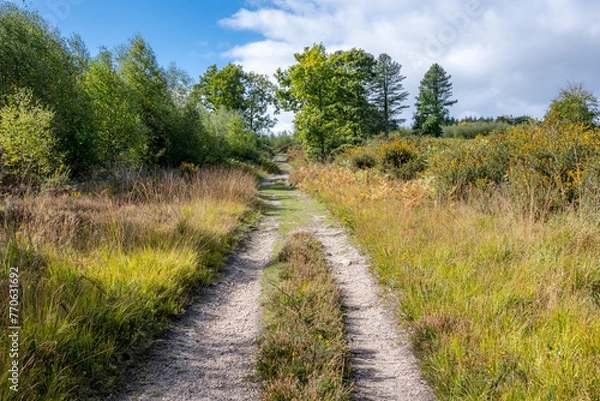 Obraz path in the forest