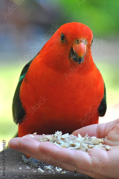 Obraz królewska australijska papuga