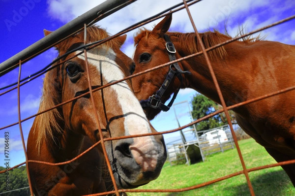 Obraz koń australia 2