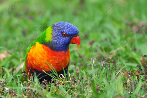 Obraz Australijski budgie