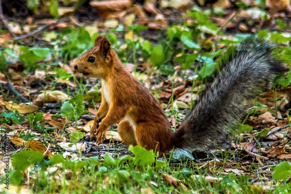 Fototapeta A small brown squirrel with a fluffy dark gray tail sits on the ground among green grass close-up	
