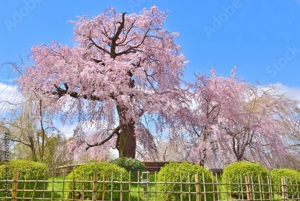 Obraz 京都の桜