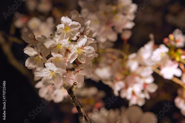 Obraz 夜の京都で撮影した桜
