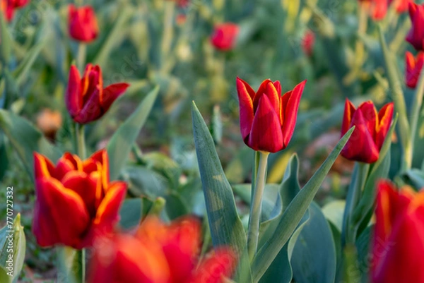 Obraz Close-up of a red tulip with a field of flowers in the background