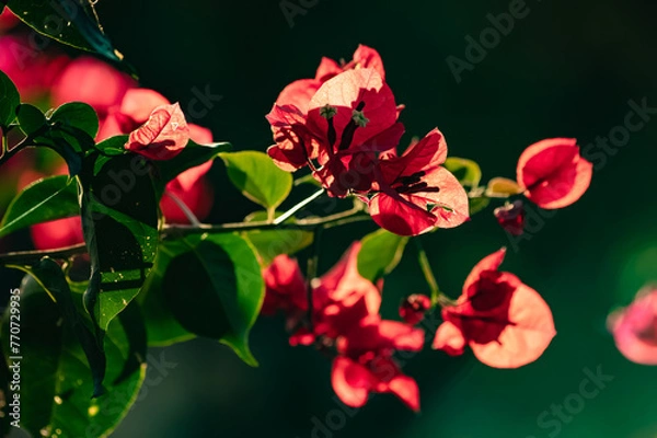 Obraz red hibiscus flower