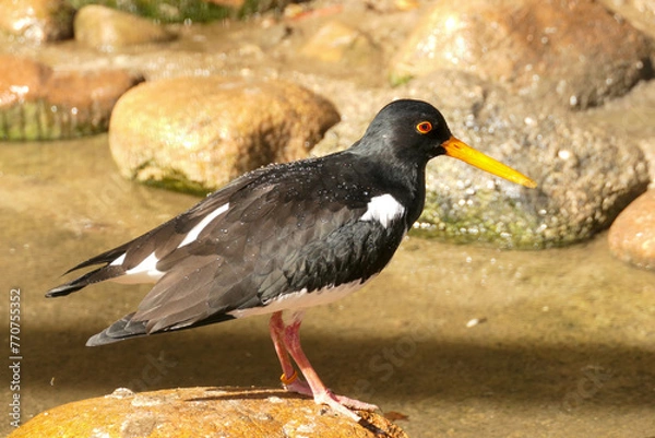 Fototapeta Austernfischer