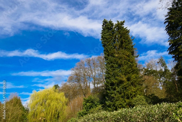 Obraz Weide im Frühling