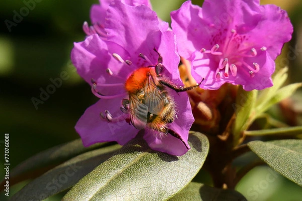 Obraz Hummel an Blüte