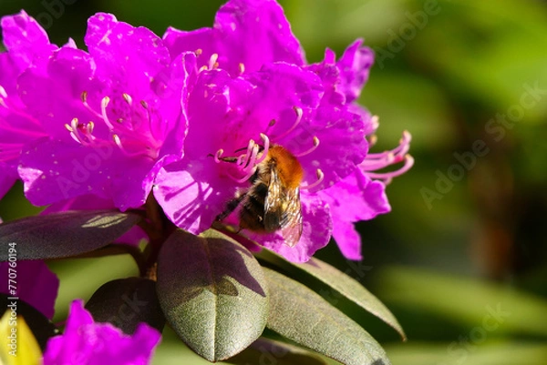 Obraz Hummel an Blüte