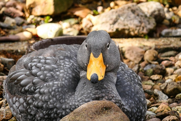 Obraz Magellan-Dampfschiffente