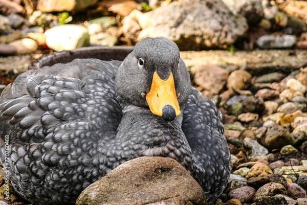 Obraz Magellan-Dampfschiffente