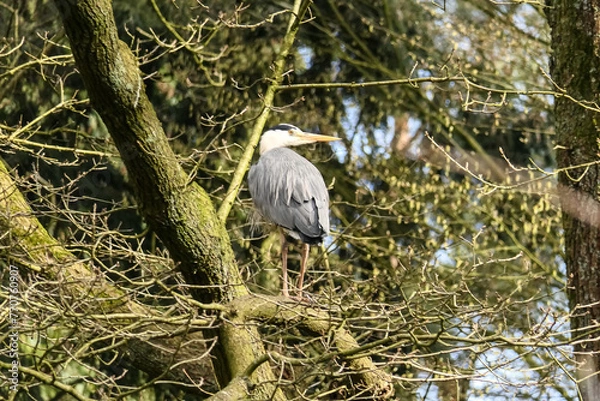 Obraz Graureiher im Baum