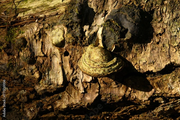 Obraz Blumen und Pflanzen