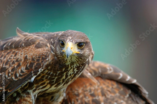 Fototapeta Mäusebussard
