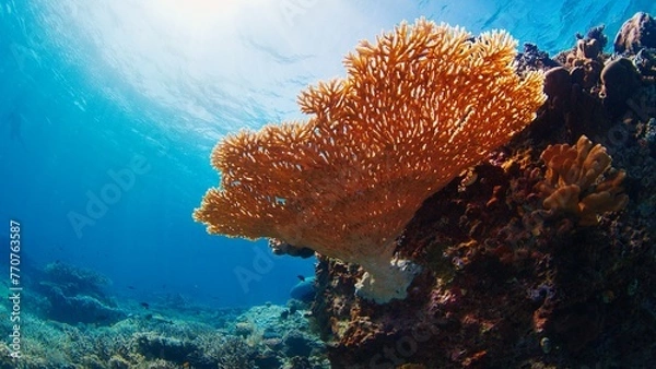 Fototapeta Healthy coral reef underwater in Komodo National Park in Indonesia