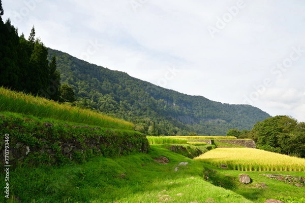 Fototapeta 結東の石垣田（新潟県）