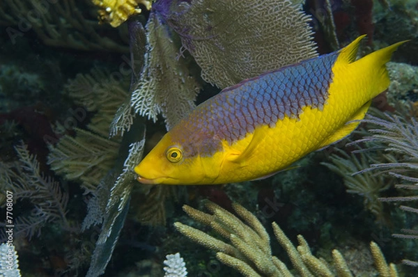 Fototapeta Juvenile hogfish curiosity