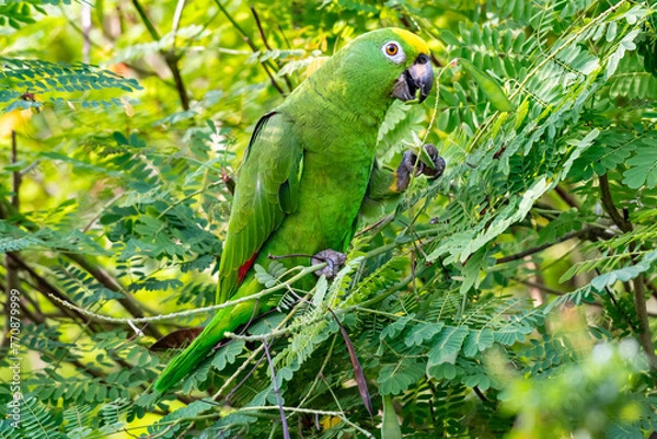 Fototapeta Green Parrot with beak open eating seeds in a tree in a tropical garden