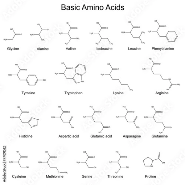 Fototapeta Skeletal structures of basic amino acids
