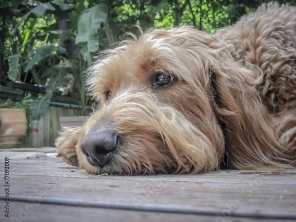 Fototapeta Golden Doodle on Deck
