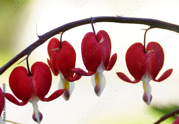 Fototapeta Bleeding heart close up