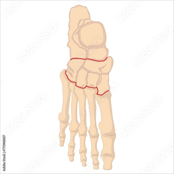 Obraz foot and ankle bone anatomy