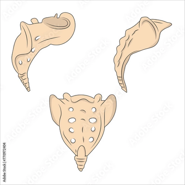 Obraz sacrum and coccyx bones anatomy