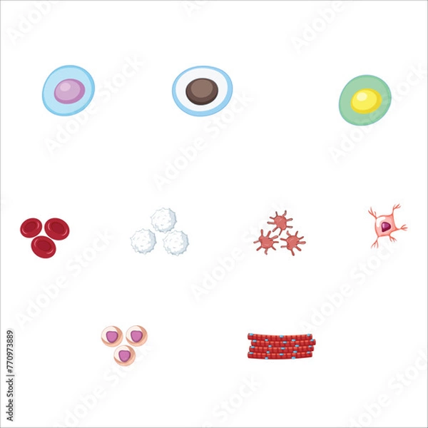 Fototapeta Stem cells