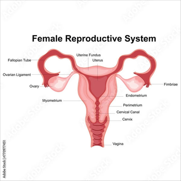 Fototapeta Female reproductive system