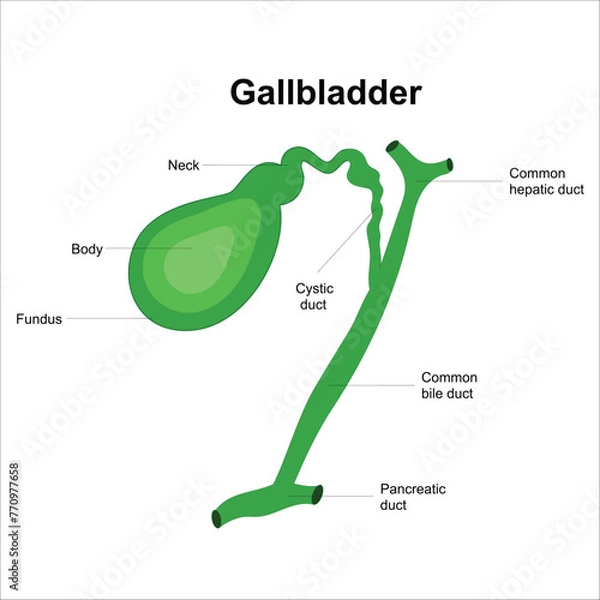 Fototapeta gall bladder anatomy