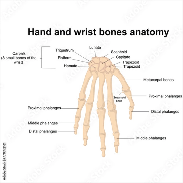 Obraz Hand and wrist bones anatomy