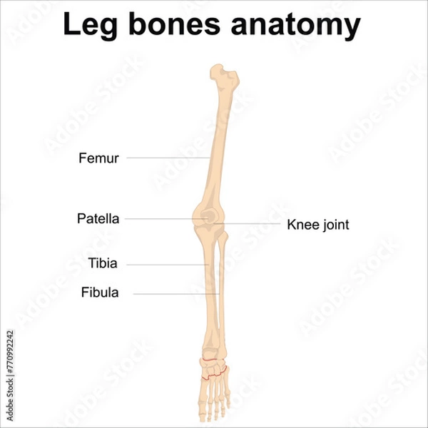 Obraz leg bones anatomy