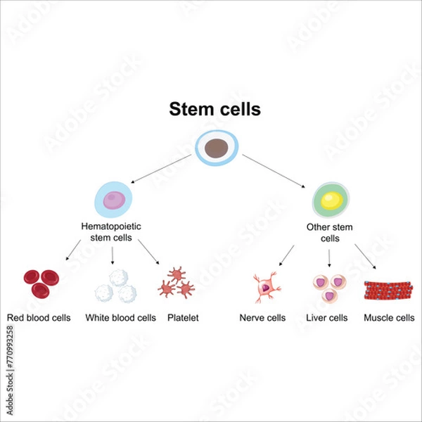 Fototapeta Stem cells