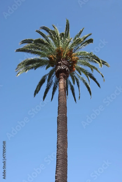 Obraz Tall Phoenix palm tree under blue sky