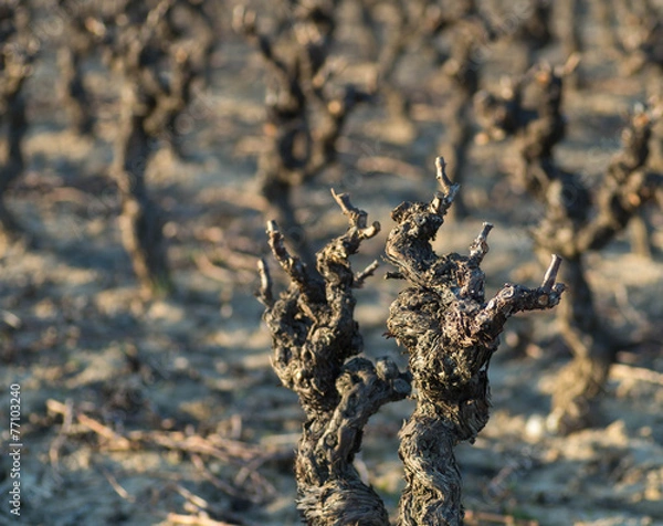 Fototapeta Vignes en hiver