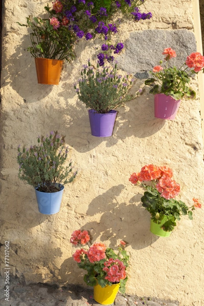 Fototapeta Flowers in Pots