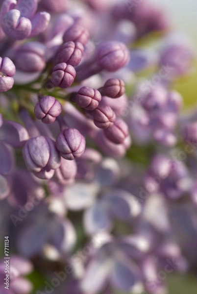 Fototapeta Macro Stock Photo of a Common Lilac Syringa vulgaris