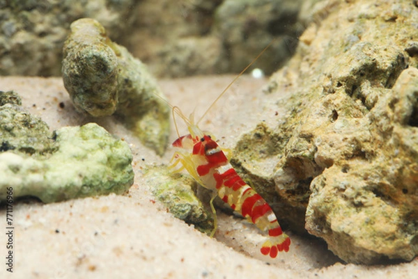 Obraz Randall's Pistol Shrimp or Candy Cane Shrimp (Alpheus randalli)	digging hole in sand
