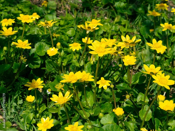 Obraz Spring yellow flowers