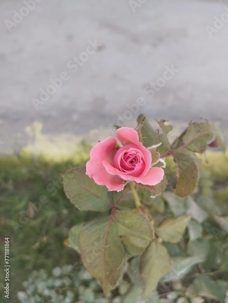 Obraz Pink Rose 