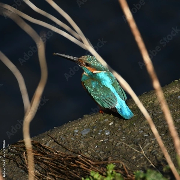 Fototapeta 平戸永谷川、野鳥、イソヒヨドリ、カワセミ、春