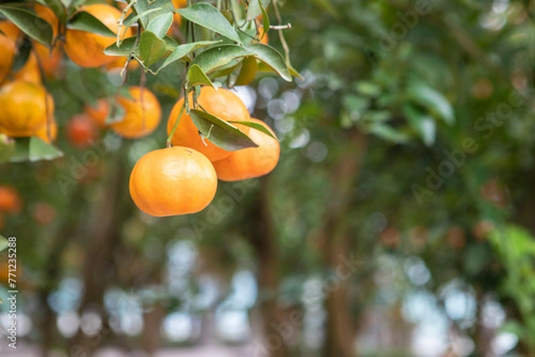 Fototapeta The citrus trees in the citrus orchard hang ripe citrus fruits