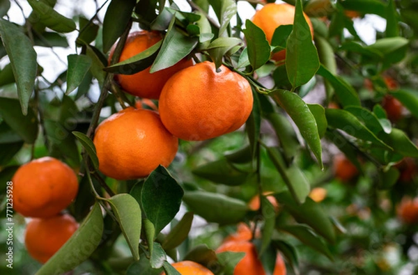 Obraz The citrus trees in the citrus orchard hang ripe citrus fruits