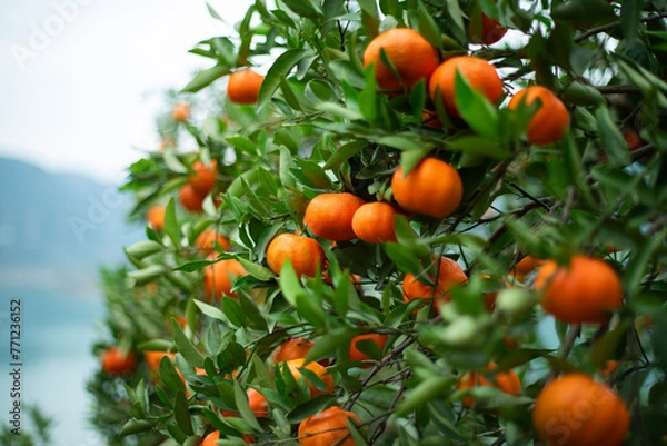 Fototapeta The citrus trees in the citrus orchard hang ripe citrus fruits