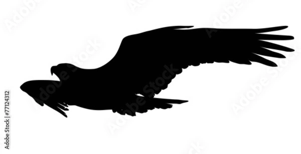 Obraz Vector eagle flying