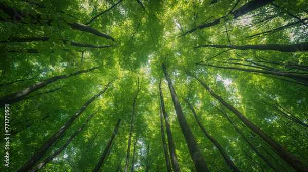 Fototapeta Forest, lush foliage, tall trees at spring or early summer - photographed from below.